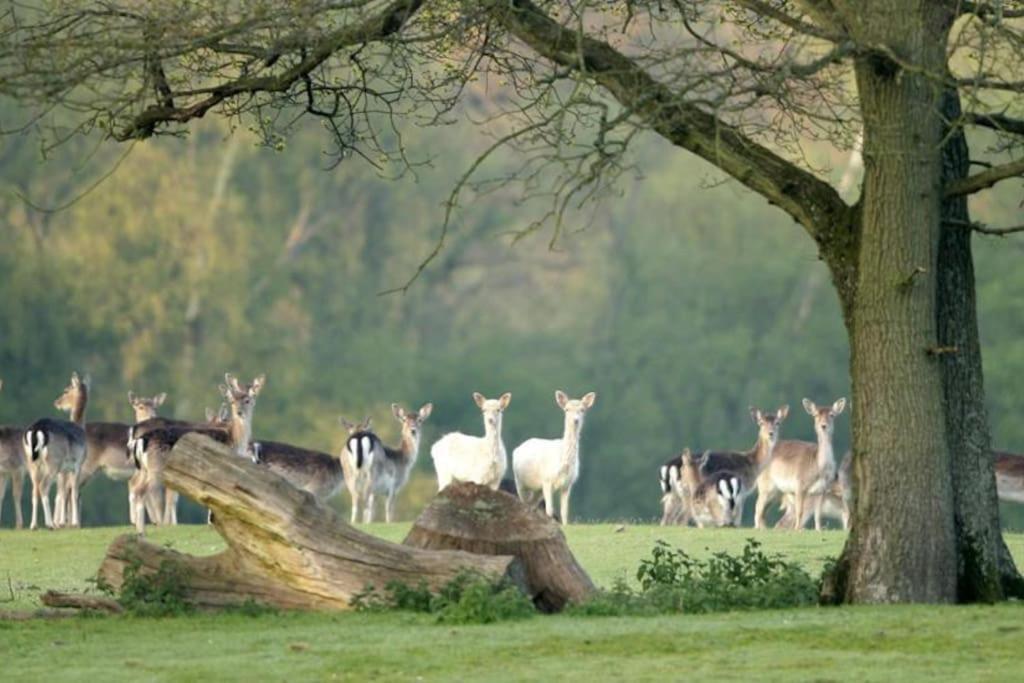 Selfcatering Coach House New Forest Dog Friendly Holiday home
